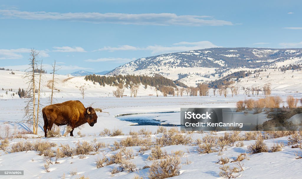 Bison in Winter American Bison, Buffalo   Winter Stock Photo