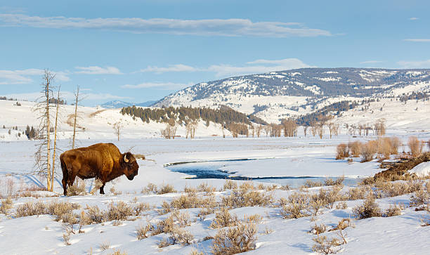 Bison in Winter American Bison, Buffalo   wyoming stock pictures, royalty-free photos & images