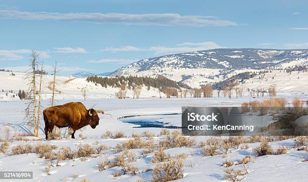 Bison In Winter Stock Photo - Download Image Now - Winter, Yellowstone National Park, Wyoming
