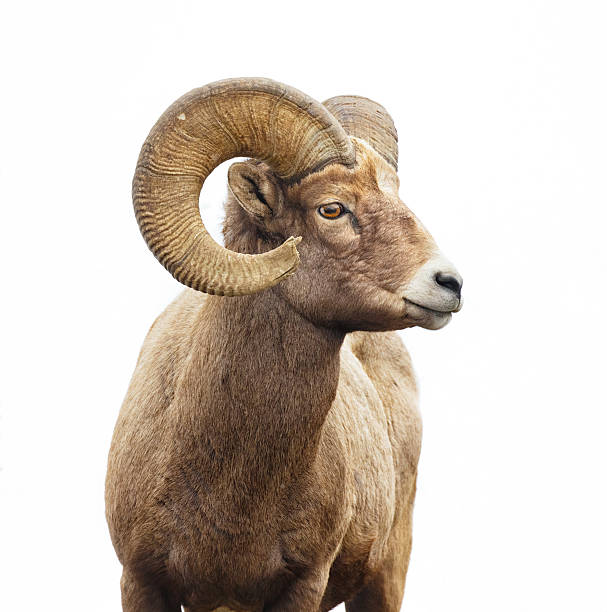 bighorn sheep - bighorn sheep stock-fotos und bilder