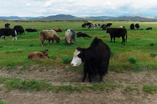 Photo of yaks and cows grazing on a landscape in Mongolia. Film and grain simulation on processing.