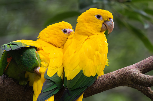 English name: Golden Parakeet.