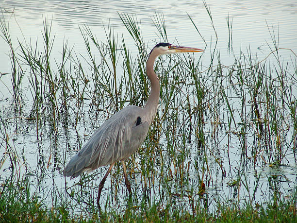 istock Great Blue Heron  Ardea herodias stalking prey 521417189