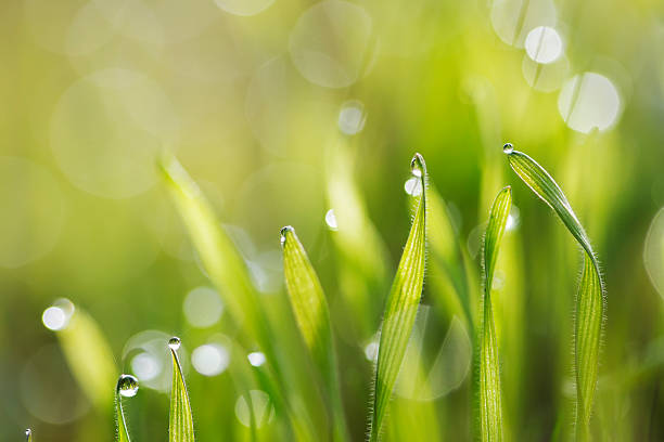 istock green fresh grass in morning dew with bokeh 521417709