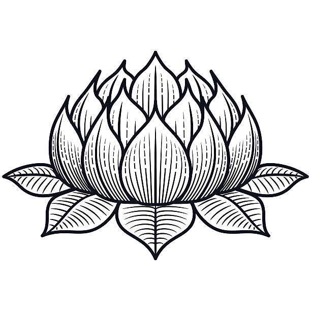 Lotus Flower Silhouette Illustration - VECTOR Lotus flower silhouette vector Illustration single flower flower black blossom stock illustrations