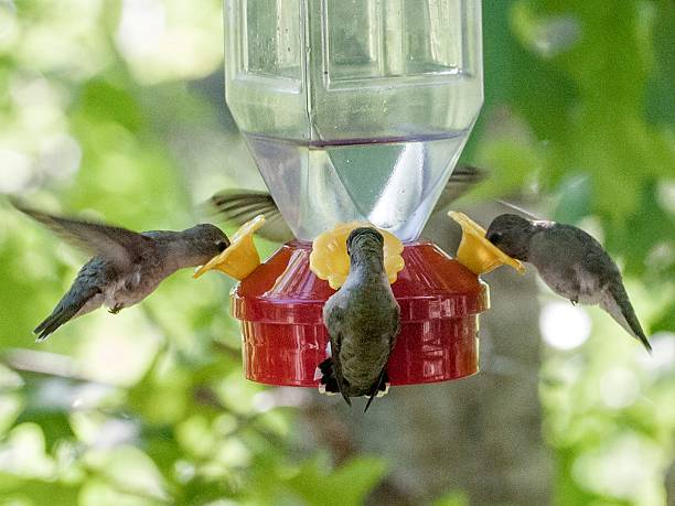 istock Black Chinned Hummingbirds 521418255