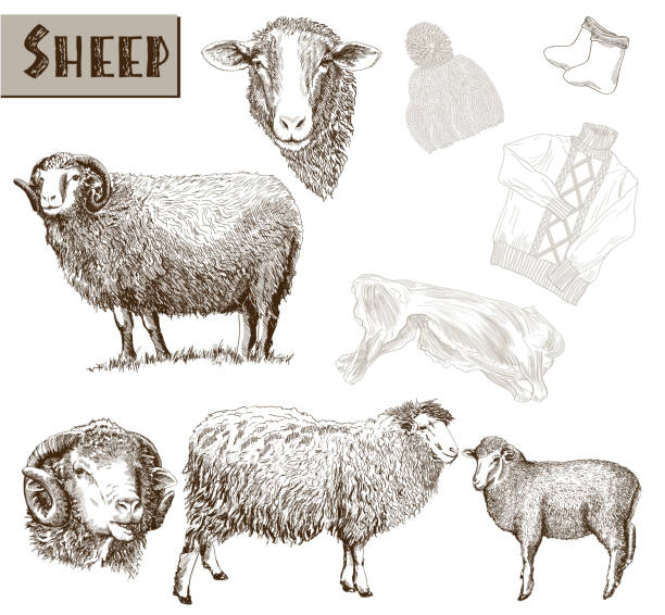ilustrações, clipart, desenhos animados e ícones de a criação de ovinos - sheep lamb wool animal head