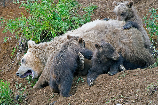 istock The Bear Family 521418803