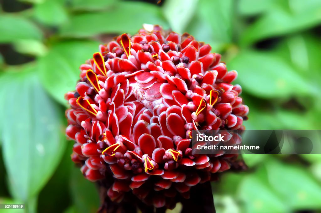 Etlingera Elatior or Red Torch Ginger Etlingera Elatior or commonly called Red Torch Ginger.  Top view of this unusual tropical flower found on the Big Island of Hawaii.  Hawaii Tropical Botanical Garden. Beauty In Nature Stock Photo