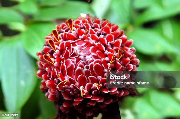 Etlingera Elatior Or Red Torch Ginger Stock Photo - Download Image Now - Beauty In Nature, Big Island - Hawaii Islands, Blossom