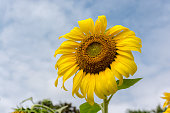 sonnenblume.jpg?b=1&s=170x170&k=20&c=LFT5R2jRBhgHoFSoi8aAW3COzZfKLy3mt8KBDtbwrzg=