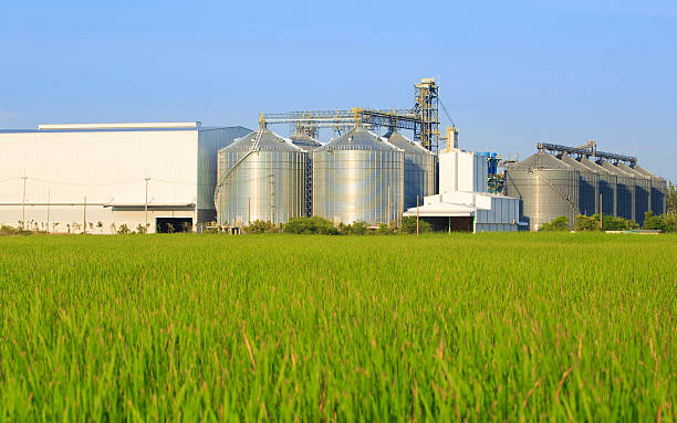 istock Plant large white Located with green field. 521419199