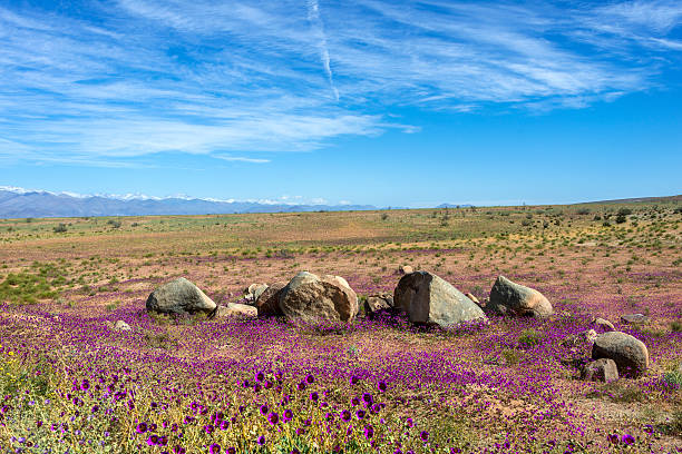 istock Flowering desert in the Chilean Atacama 521419310
