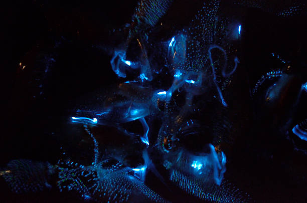 Watasenia scintillans