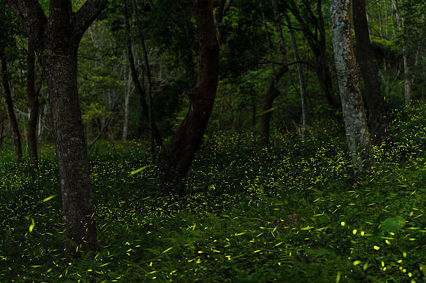 fireflies fireflies in the bush at night in taiwan firefly forest stock pictures, royalty-free photos & images
