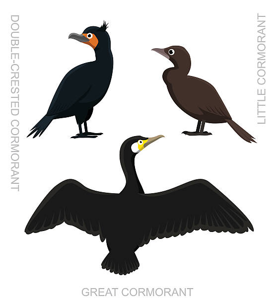 illustrazioni stock, clip art, cartoni animati e icone di tendenza di uccello cormorano impostare fumetto illustrazione vettoriale - great black cormorant