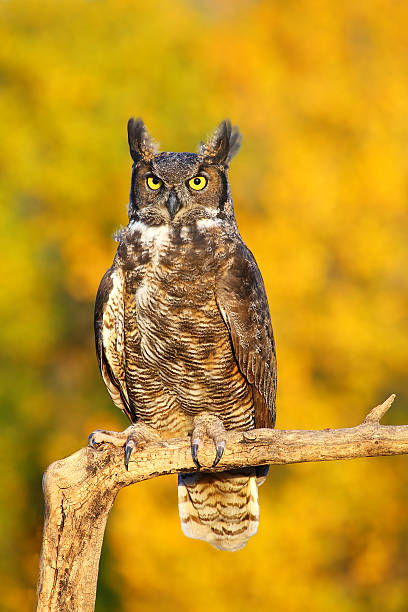 istock Great horned owl sitting on a stick 521421119