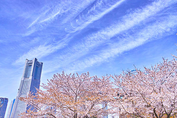 istock Cherry tree and high-rise buildings 521421806