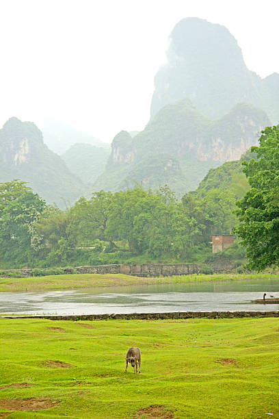 istock Chinese rice plantation 521421903