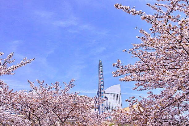 istock Sakura and Yokohama landscape 521422070