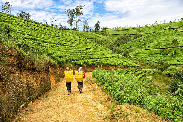 istock Tea Pickers in Nuwara Eliya, Sri Lanka 521422186