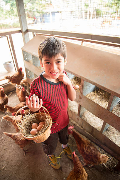 istock Little boy picking chicken egg in the farm 521424170