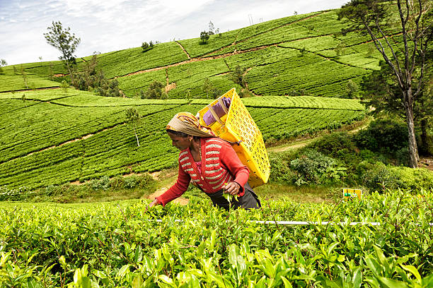 istock Tea Picker in Nuwara Eliya, Sri Lanka 521424178