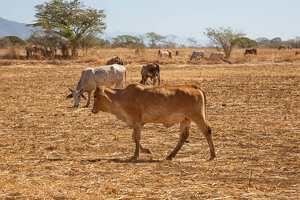 istock cow from Nicaragua during dry summer 521425806