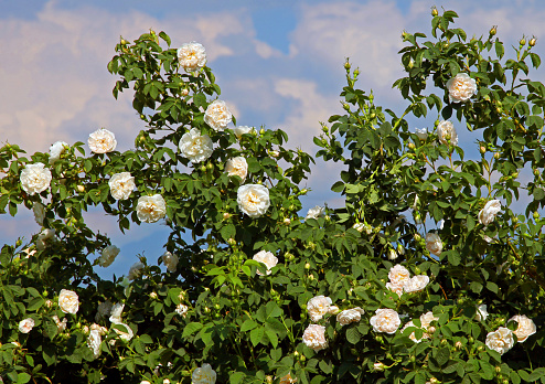 White roses - Alba,against blue sky.