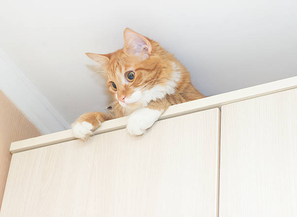 istock funny red cat sitting on a cabinet near the ceiling 521426664