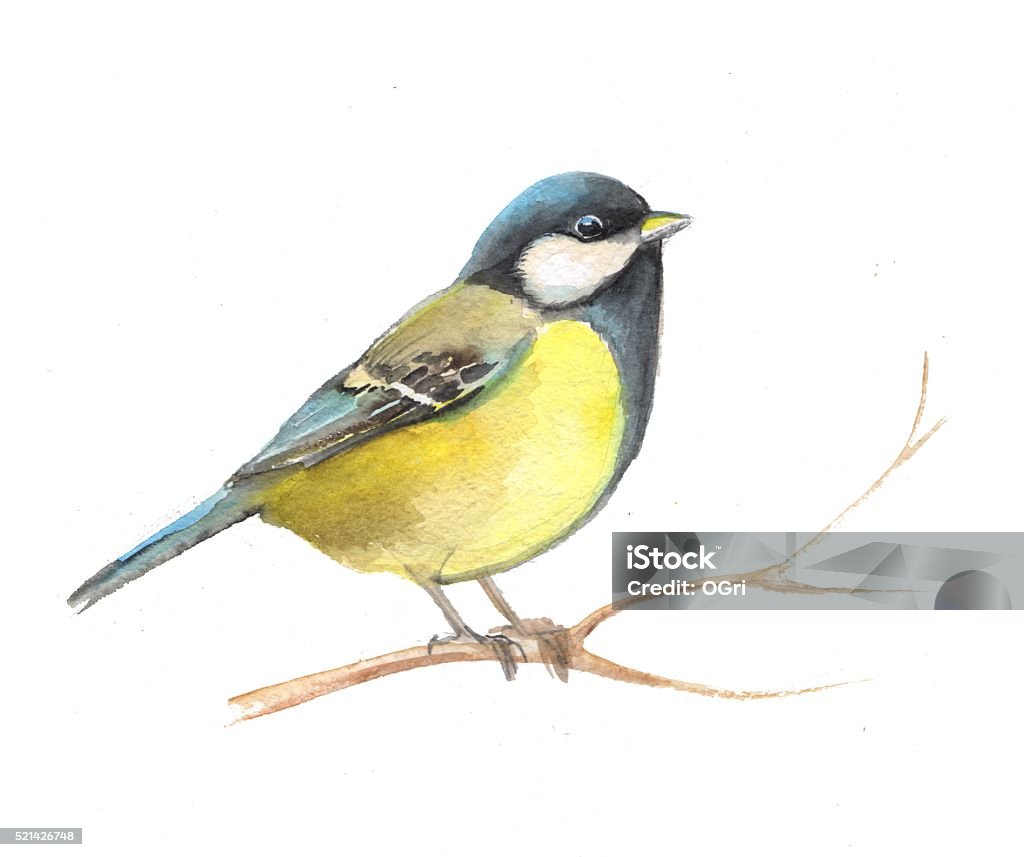 Con Chim Nhỏ Dễ Thương Titmouse Màu Nước 2 Hình minh họa Sẵn có ...