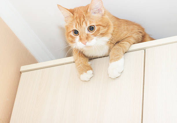 istock funny red cat sitting on the cupboard 521426802