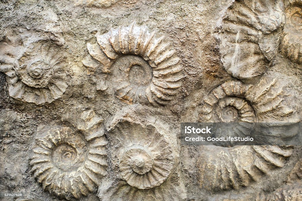 Nautilus Fossile - Photo de Ammonite libre de droits