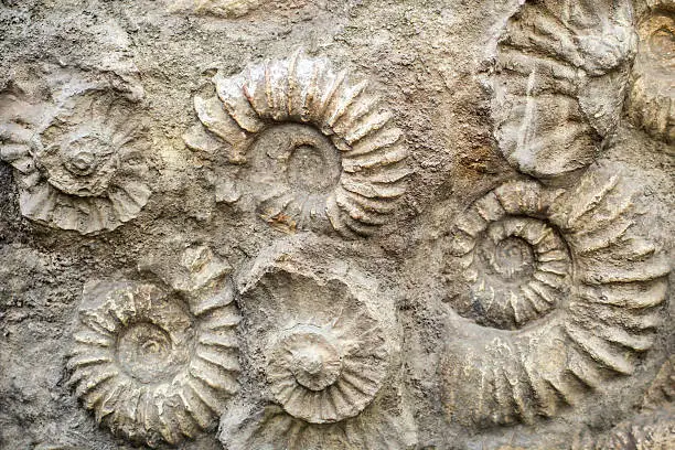 Nautilus fossil remains in stone.