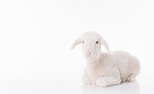 White baby sheep,studio shot,white background