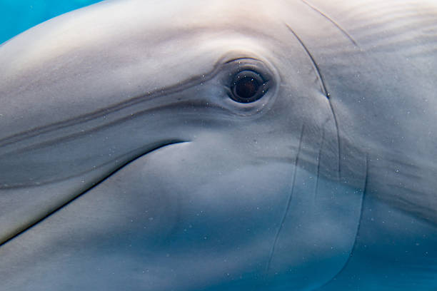 istock dolphin smiling eye close up portrait 521428810