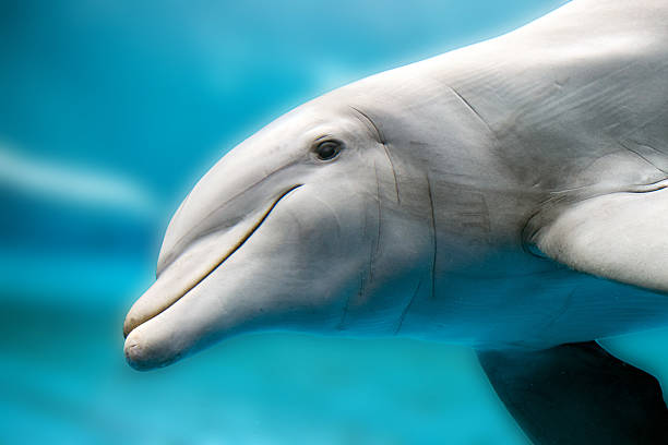 istock dolphin smiling eye close up portrait 521428848
