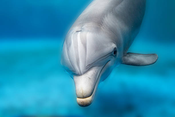 istock dolphin smiling eye close up portrait 521428876