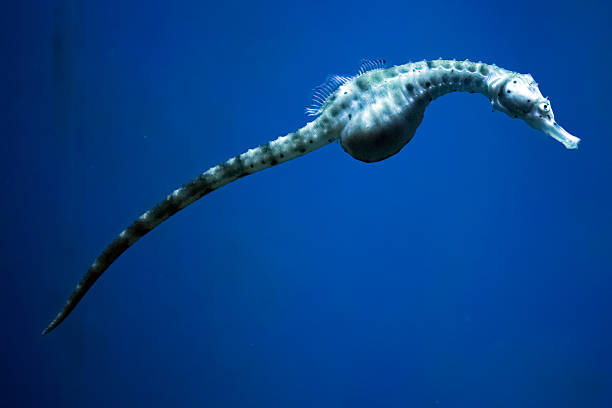 istock sea horse in the blue 521429224