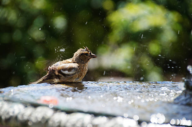 istock Bird bathing in the fountain 521429674