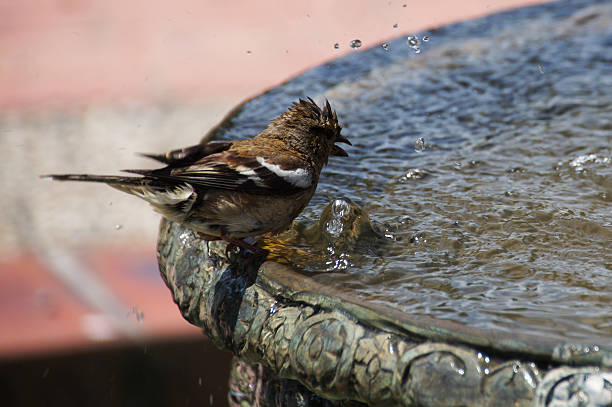 istock Bird bathing in the fountain 521430132