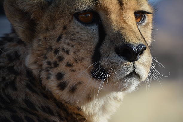 istock close-up of the cheeta 521430332
