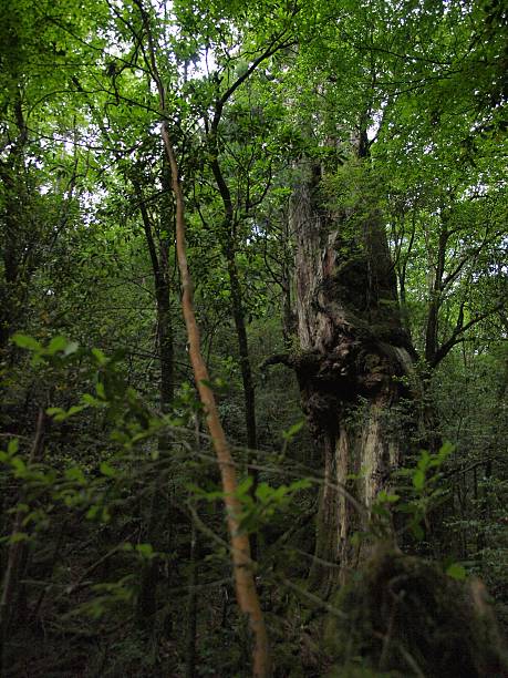 istock Forest of Yakushima/Kagoshima,Japan 521431050