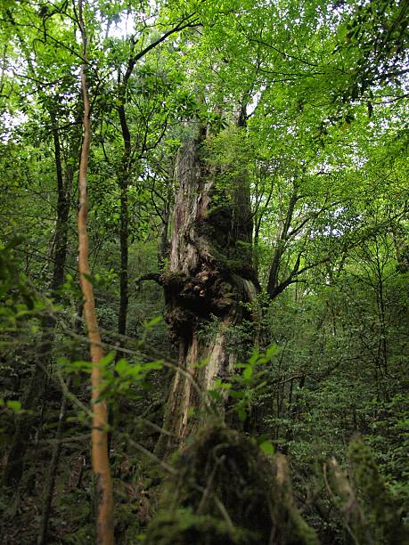 istock Forest of Yakushima/Kagoshima,Japan 521431068