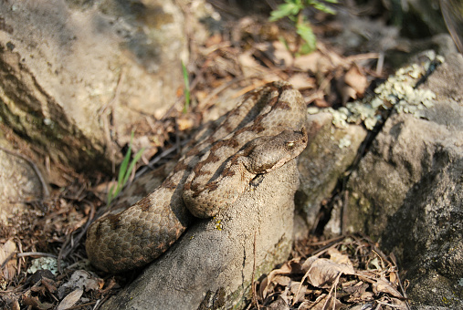 Western sand viper (Vipera ammodytes ammodytes)