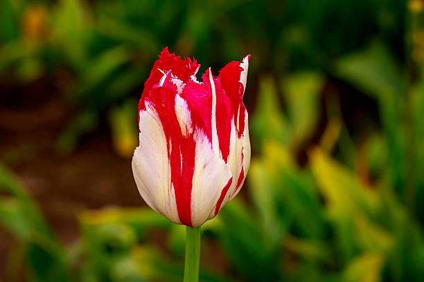 istock Blooming Tulip Flowers 521432266