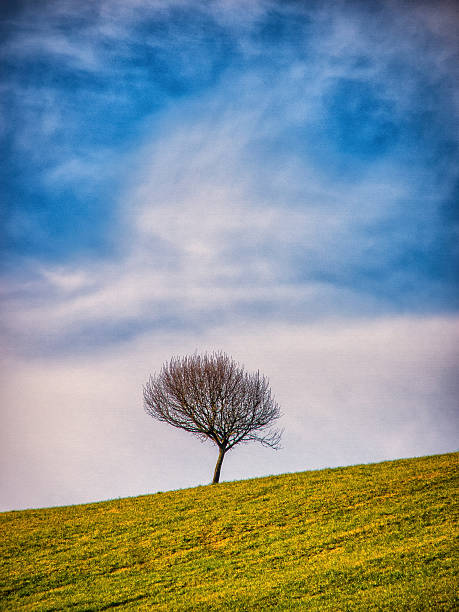 lonely tree - alleine fotografías e imágenes de stock