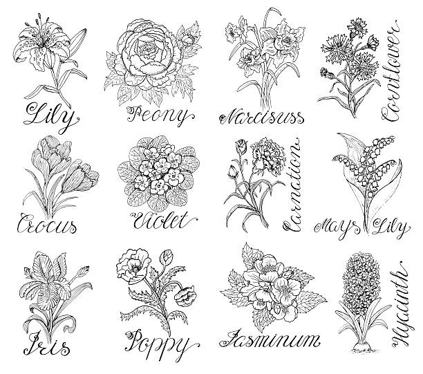 Set with vintage flowers and calligraphy text Set of hand drawn graphic flowers - lily, peony, narcissus, violet, crocus, poppy. Line art engraved vector illustrations isolated on white. Doodle drawing and sketch with calligraphic lettering. lily of the valley garden stock illustrations