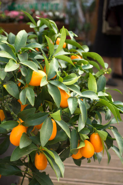 naranja china árbol en un bote - kumquat fotografías e imágenes de stock