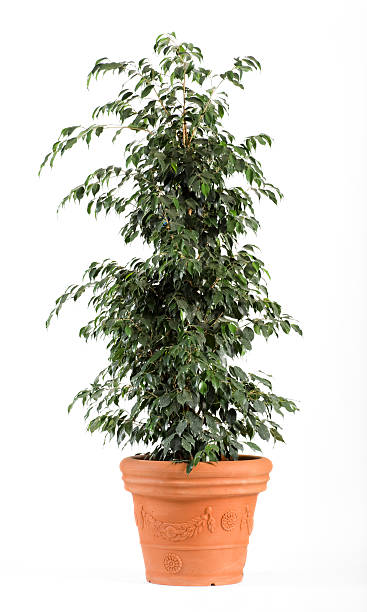 istock Ficus Benjamina Danielle Plant on Light Brown Pot 521435525